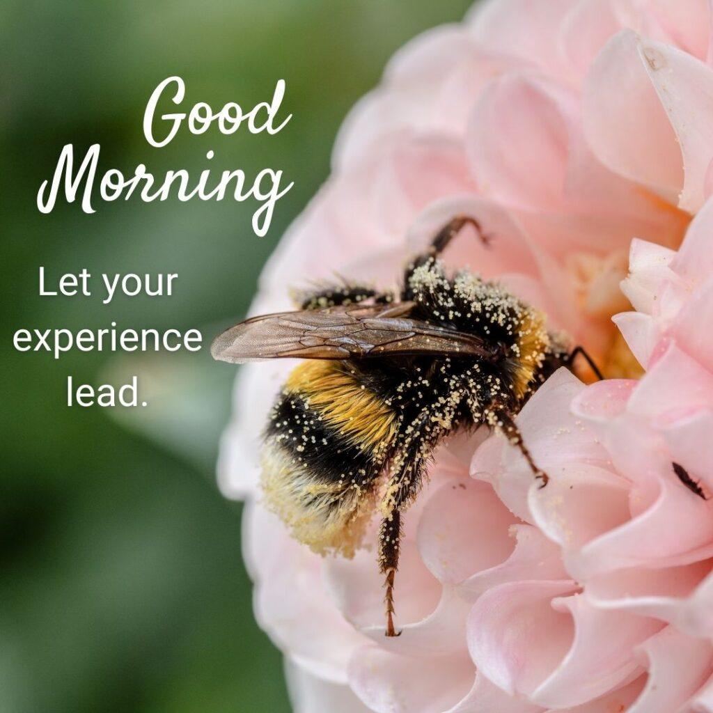 A bee sat on a baby pink flower and sucked the fragrance