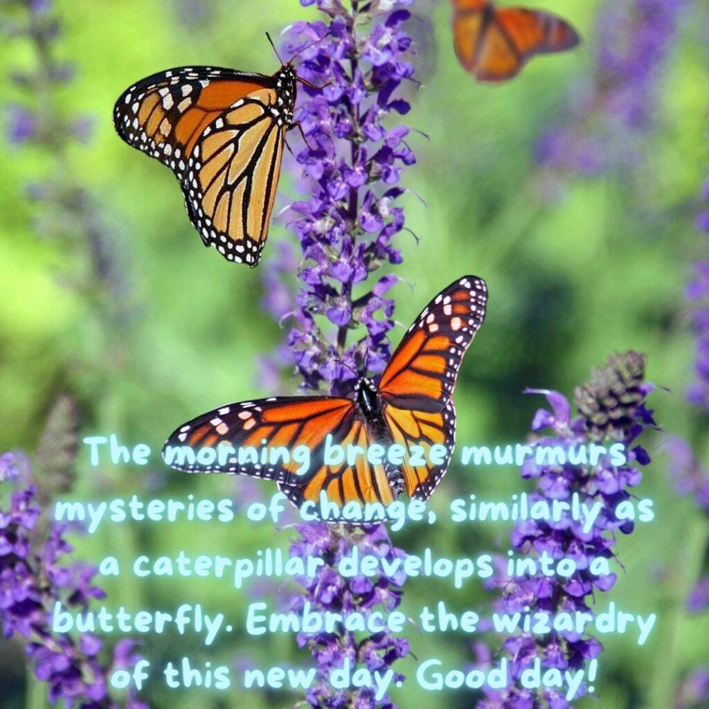 A mixed color butterfly is sits on the purple flower in the morning