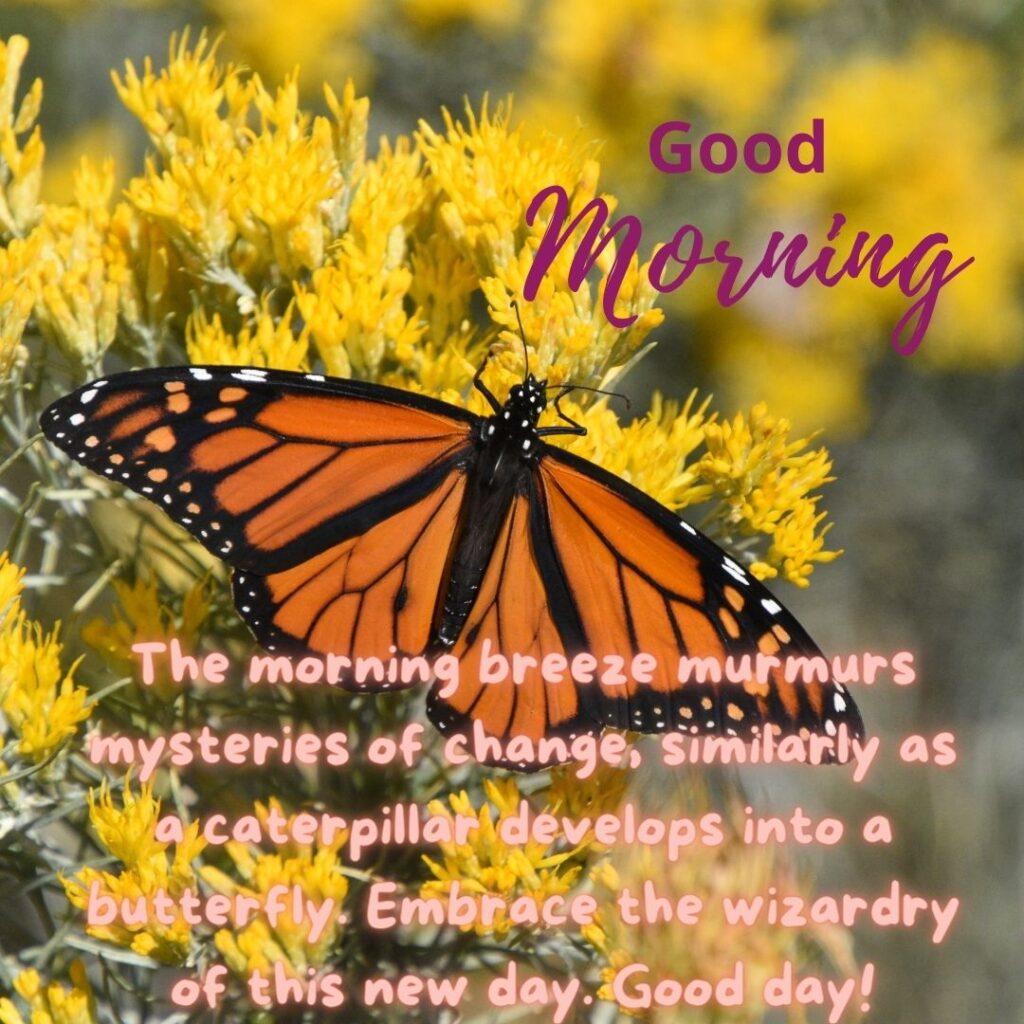 A orange color butterfly is sits on the yellow flower in the morning