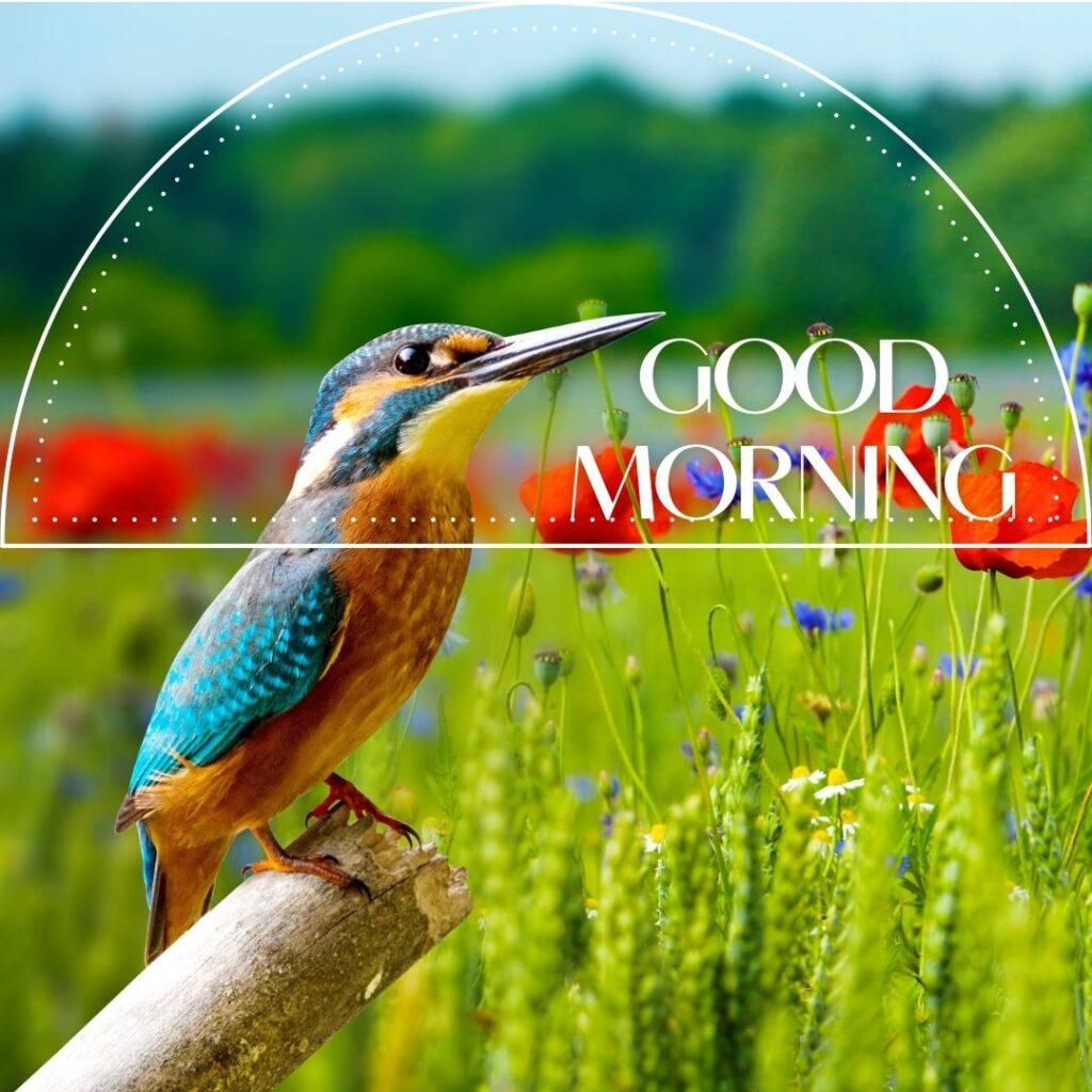 In the early morning, Bird is sitting on a branches in a garden of red and blue flower