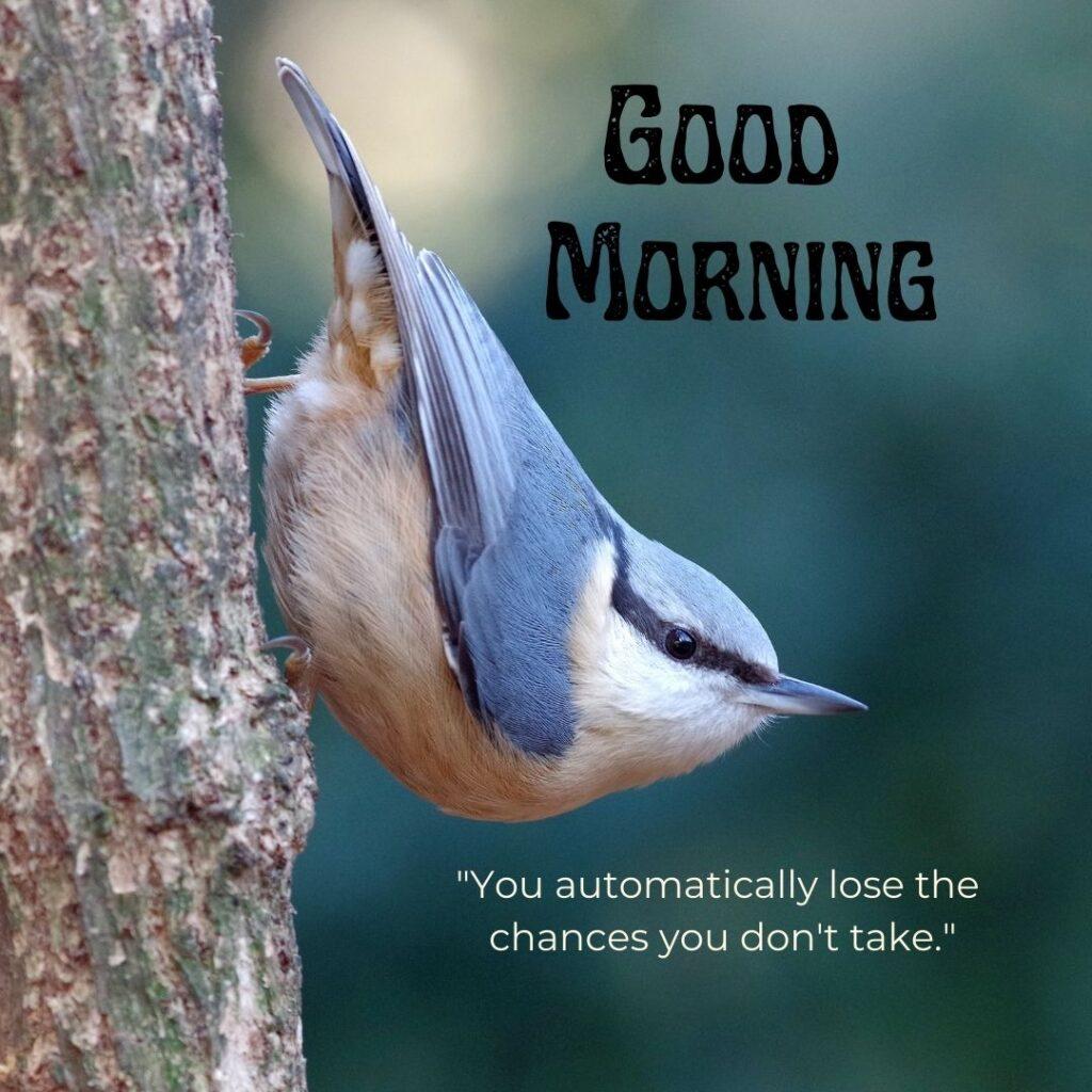 In the morning a bird is sitting on the branches and watching