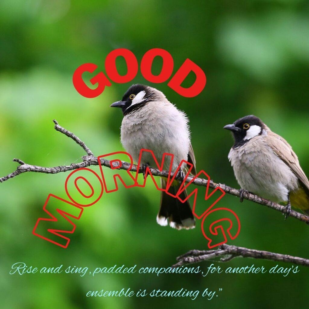 In the morning two sparrow are sitting on the branches and watching