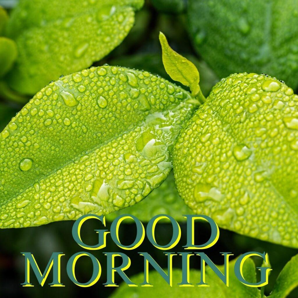 Light green 2 leaves with good morning wishes