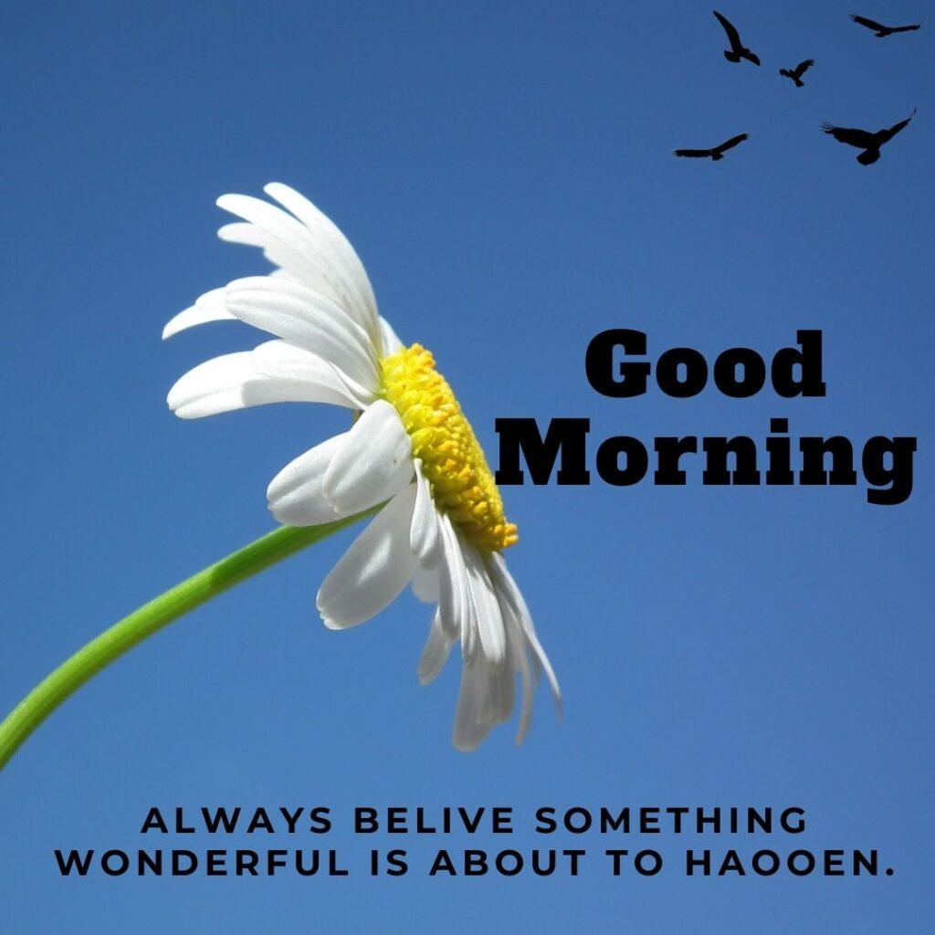 Single White flower and black birds flying in sky good morning image and quotes