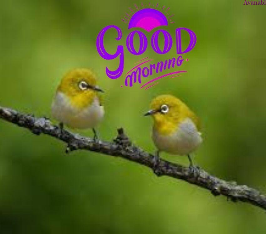 2 Tiny birds sitting on branch morning wish image