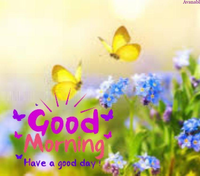 2 yellow butterfly and blue flowers morning wishes images