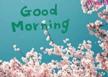 Baby pink flowers with green background morning wishes