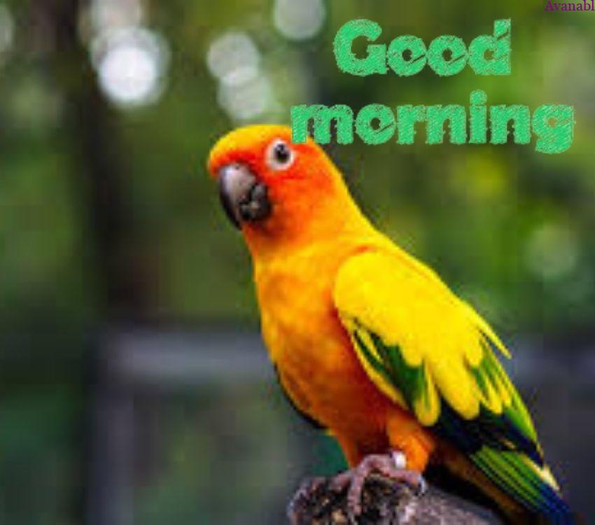 Parrot morning wishes image