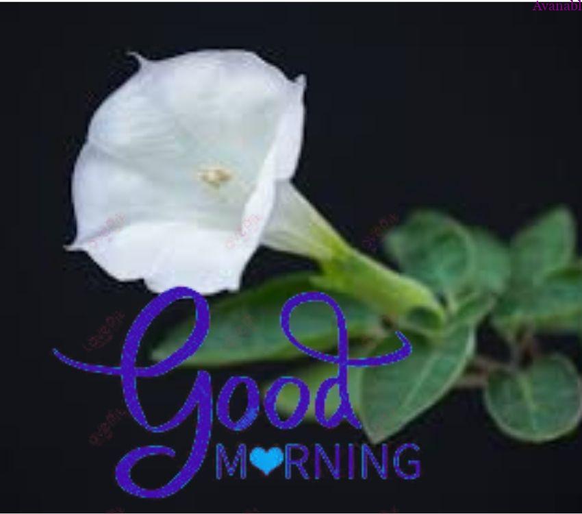 Single white flower morning wishes image