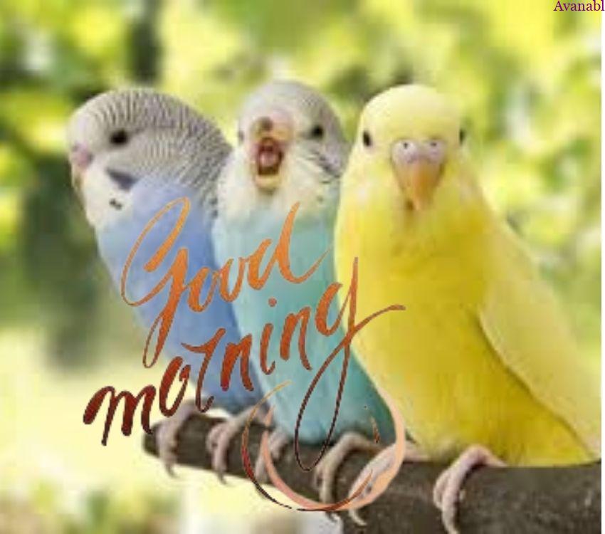 Three colorfull parrot morning wishes image