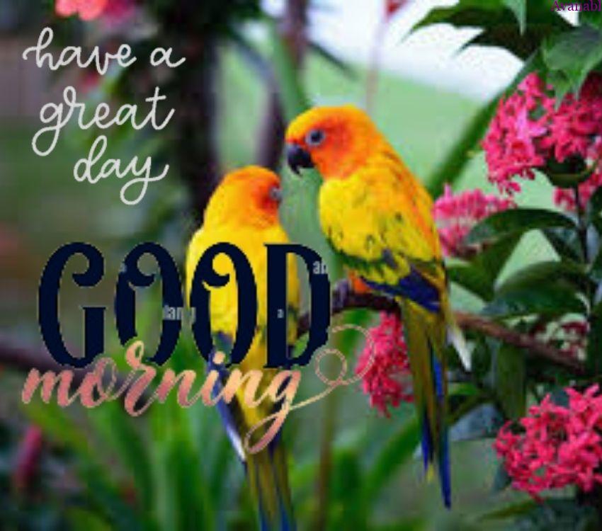 Two little parrots sitting on branches near pink flower morning wish image