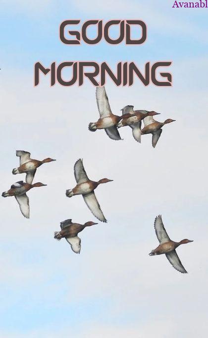 birds on sky good morning wishes images