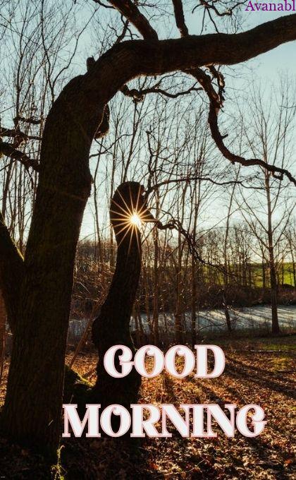 tree morning wishes images
